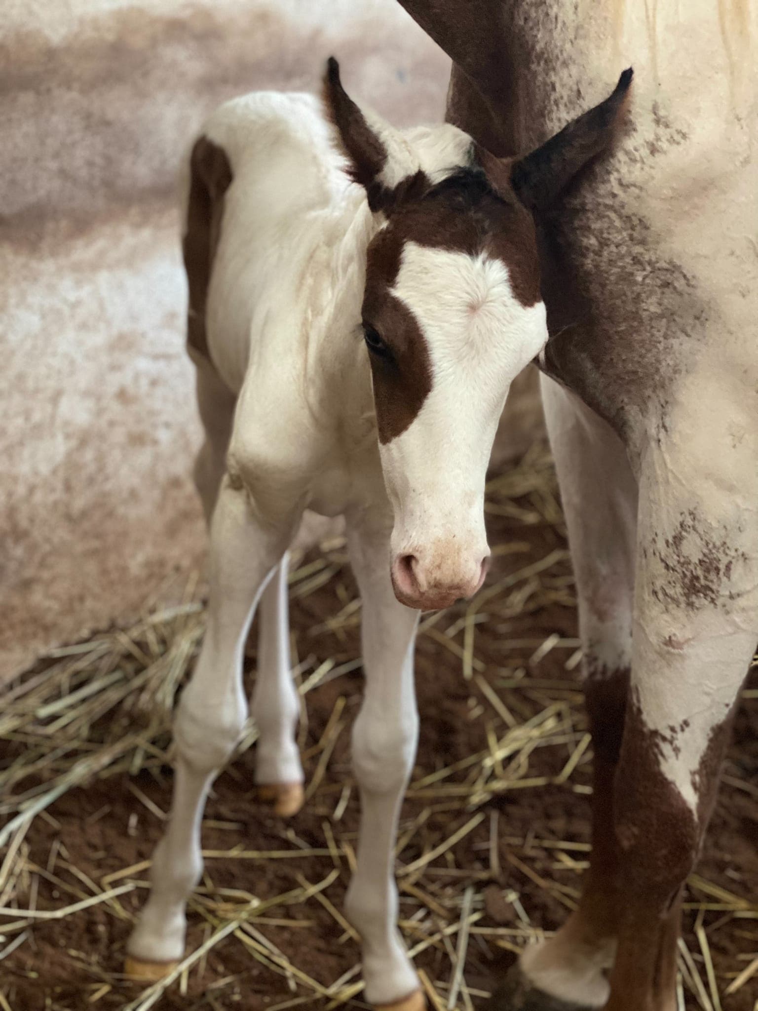 ເຈມສ໌ ໂບໂມນ-ເຄ