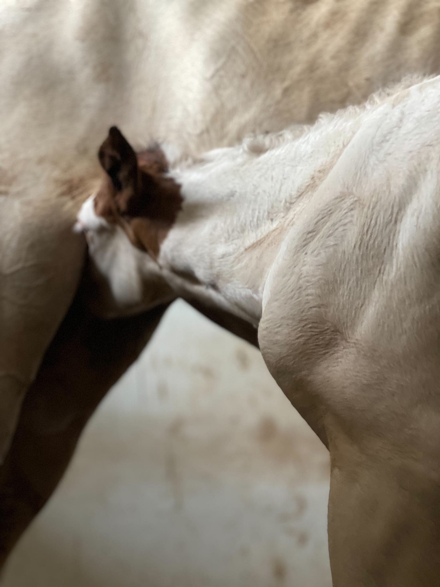 ເຈມສ໌ ໂບໂມນ-ເຄ 2