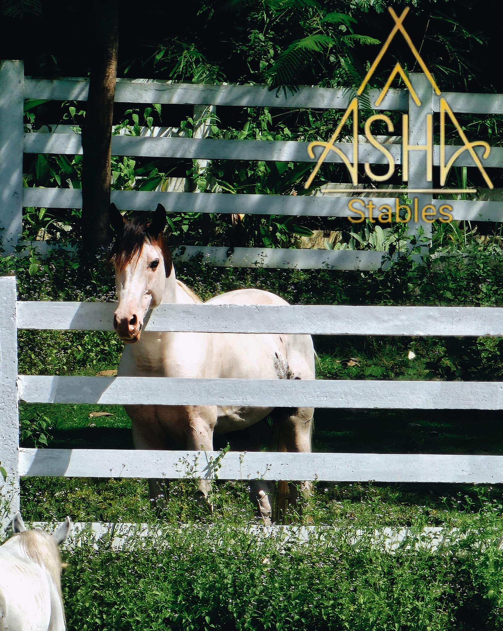 ຈິນຕະນາ ພົມມະສັກ