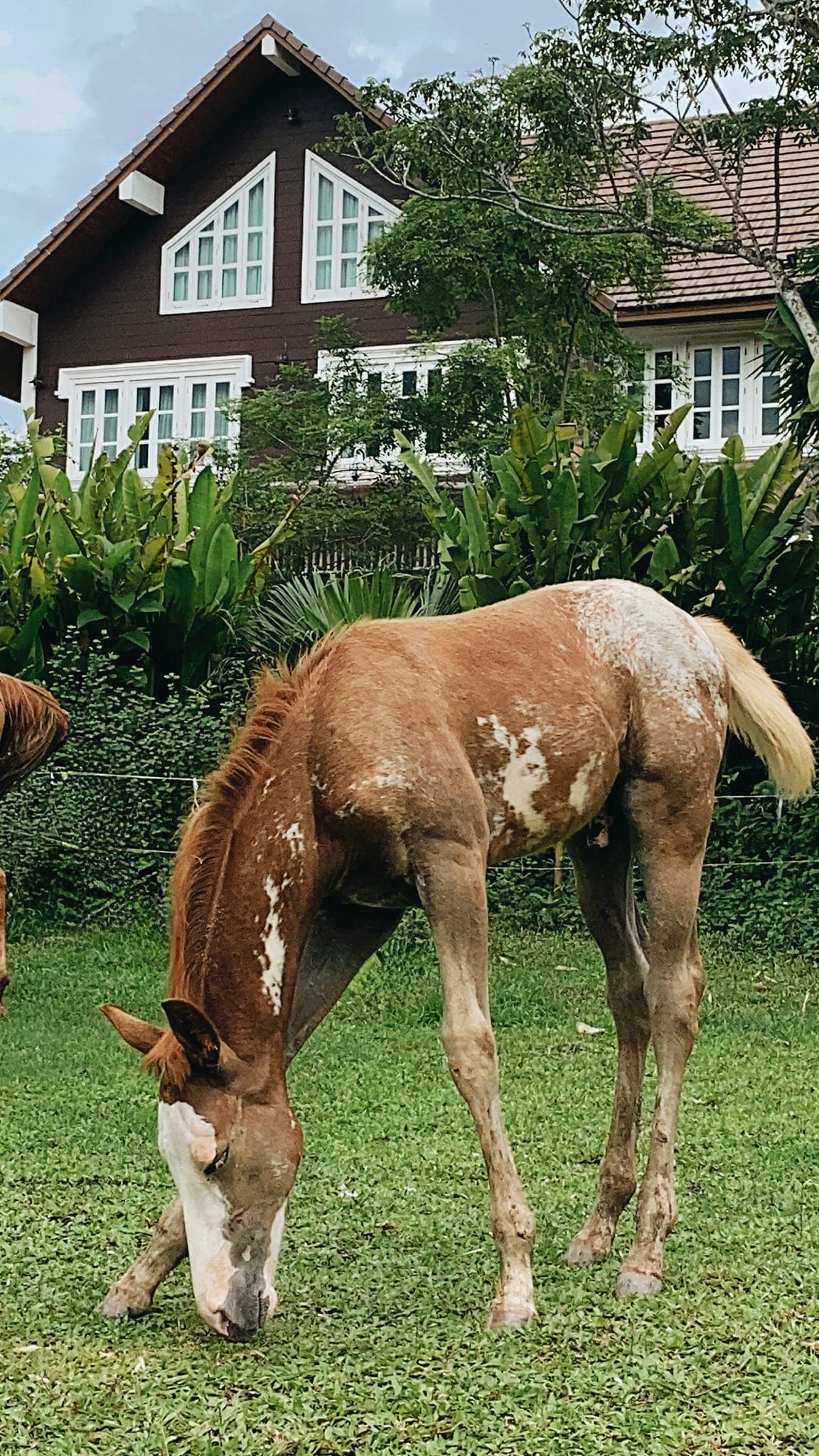 ຫິໂລຊິ ນາກາມູລາ