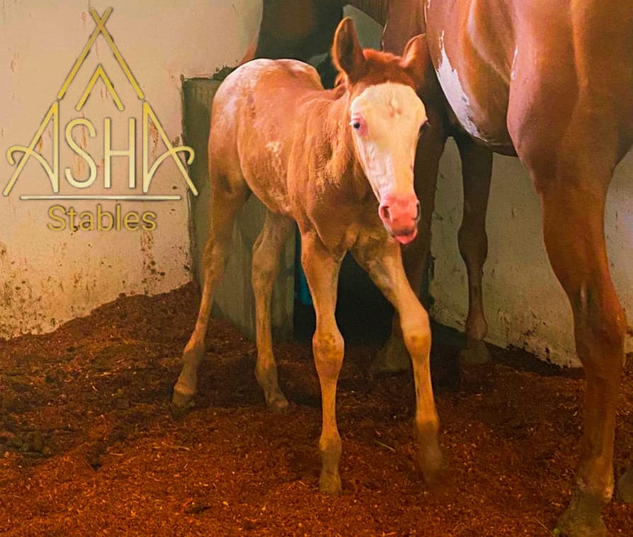 ປຣິຍາ ລາຈາໂກປາລັນ