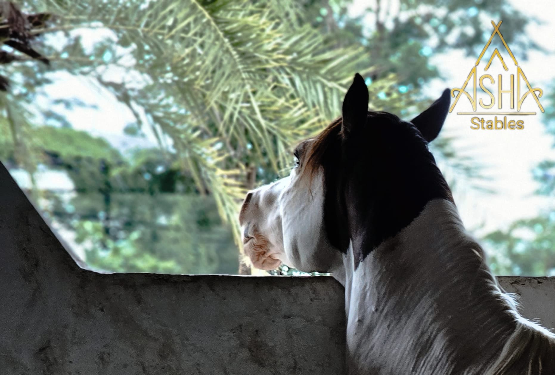 ເຊບາດສຕຽນ ຮາດທ໌ມັນ